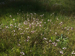 Triphysaria versicolor versicolor