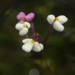 Triphysaria versicolor versicolor