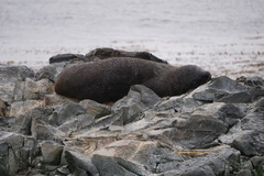 Arctocephalus australis