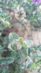 Monardella undulata