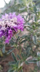 Monardella undulata