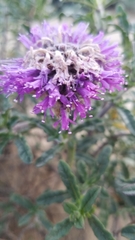 Monardella undulata