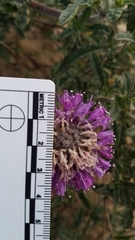 Monardella undulata