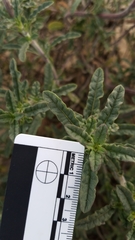 Monardella undulata