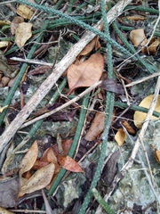 Selenicereus spinulosus