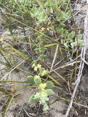 Tetragonia decumbens