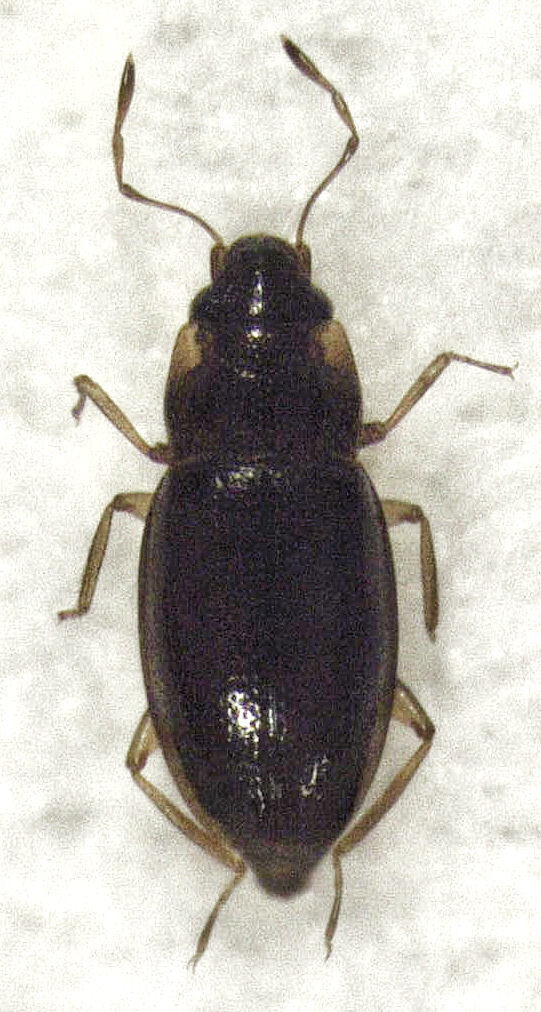 Hydraena ambiflagellata