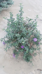Monardella undulata