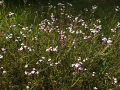 Triphysaria versicolor versicolor
