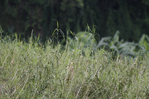 Yellow-bellied Prinia