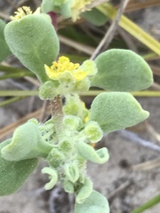 Tetragonia decumbens