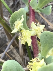Tetragonia decumbens