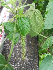 Acalypha macrostachya