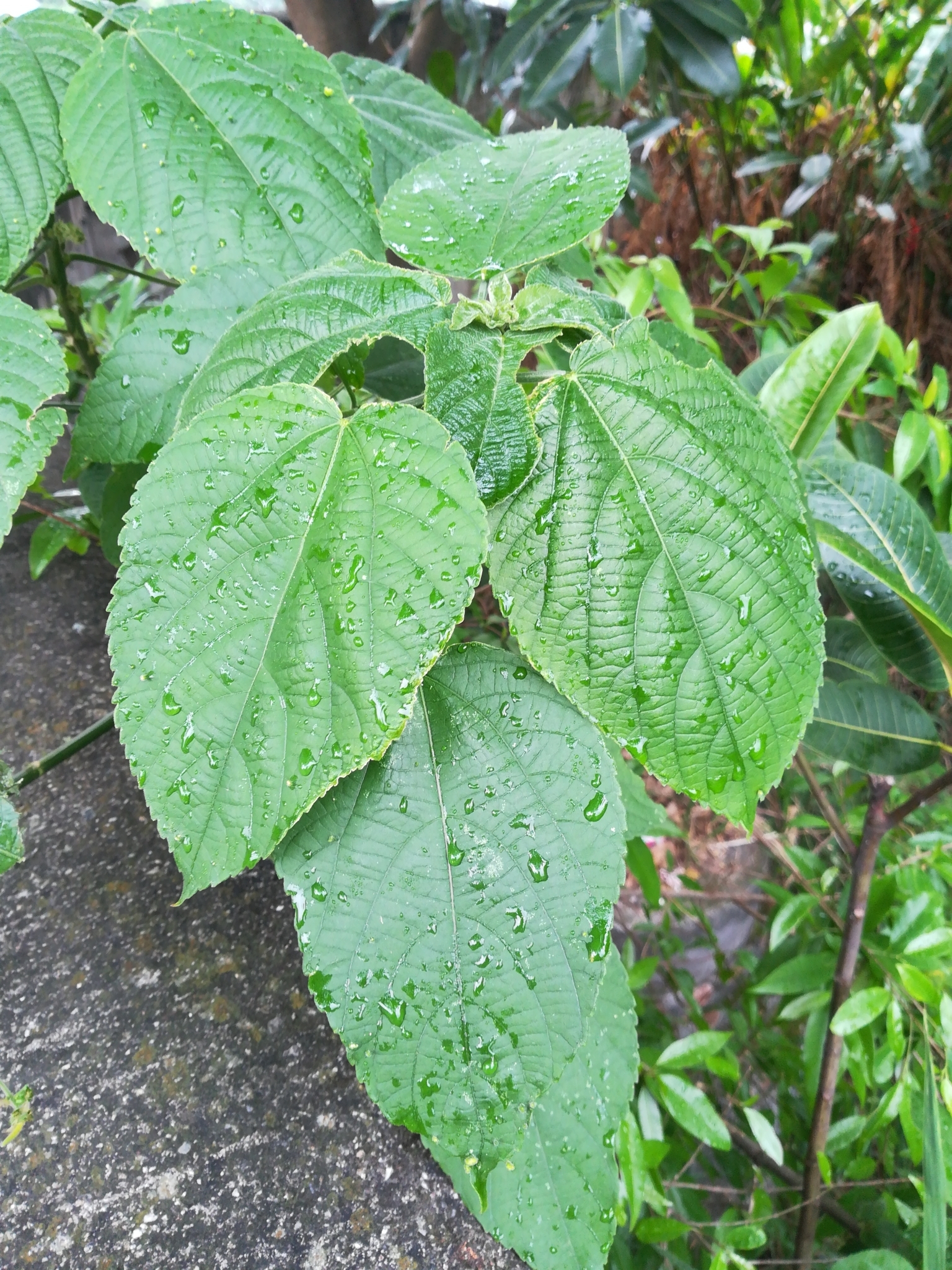 Acalypha macrostachya Jacq. 2