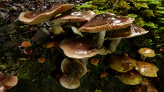 Cortinarius dysodes