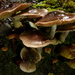 Cortinarius dysodes - Photo (c) Steve Reekie, some rights reserved (CC BY-NC), uploaded by Steve Reekie
