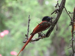 Terpsiphone viridis plumbeiceps