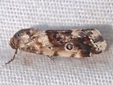 Ponometia nannodes