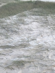 Ehrharta villosa maxima