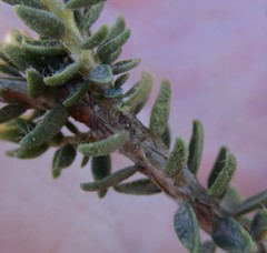 Agathosma affinis