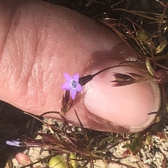 Gilia minor