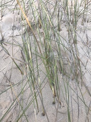 Ehrharta villosa maxima