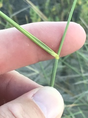 Ehrharta villosa maxima