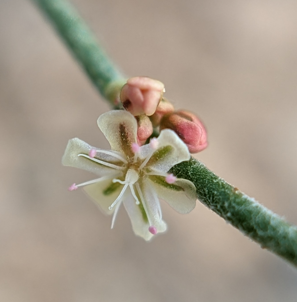 Palmer's Wild Buckwheat