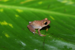 Valley Robber Frog photo 2