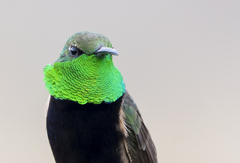 Black-Breasted Hillstar photo 3