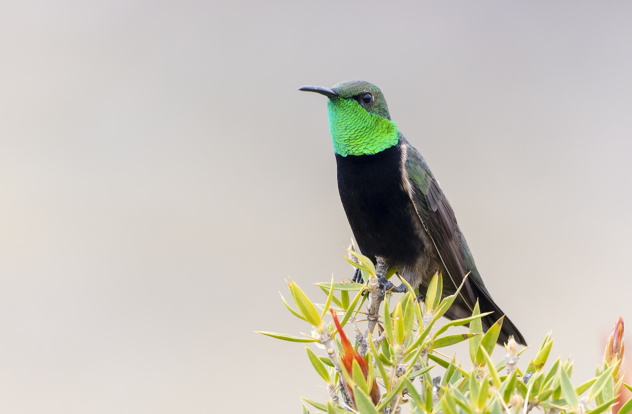 Black-breasted Hillstar illustration