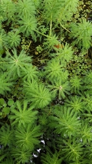 Hydrilla