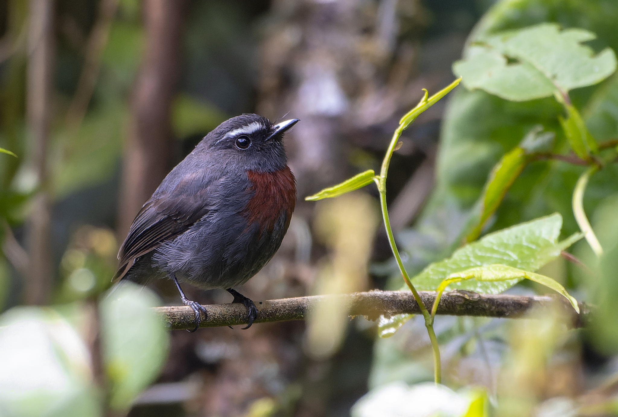 Maroon-belted Chat-Tyrant (Ochthoeca thoracica), photo 3