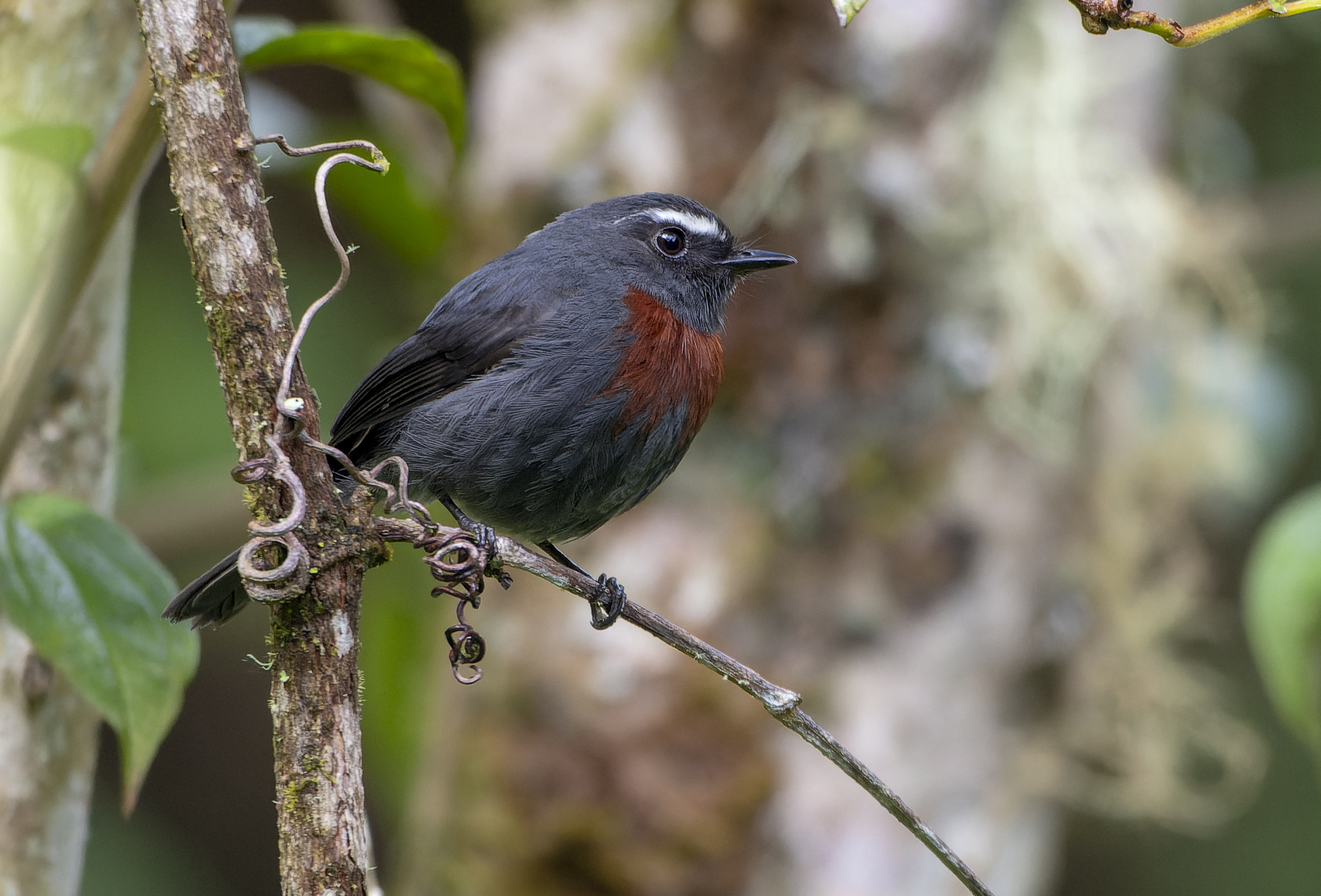Maroon-belted Chat-Tyrant (Ochthoeca thoracica), photo 4