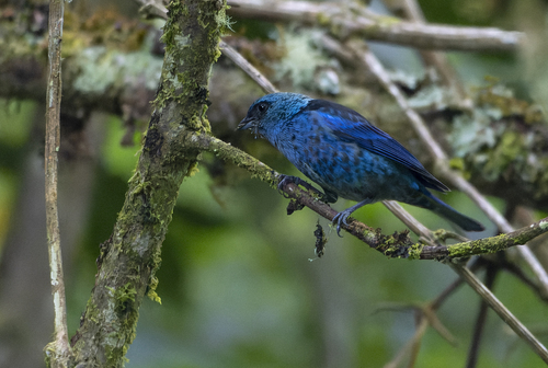 Blue-and-black Tanager