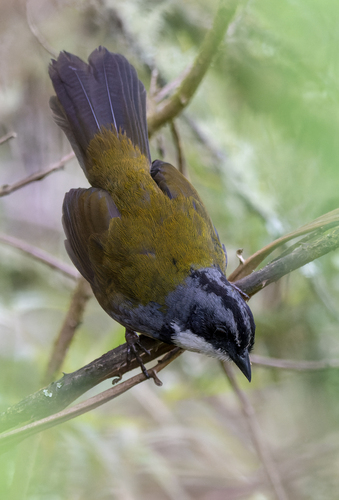 Grey-browed Brushfinch (Arremon assimilis), photo 4