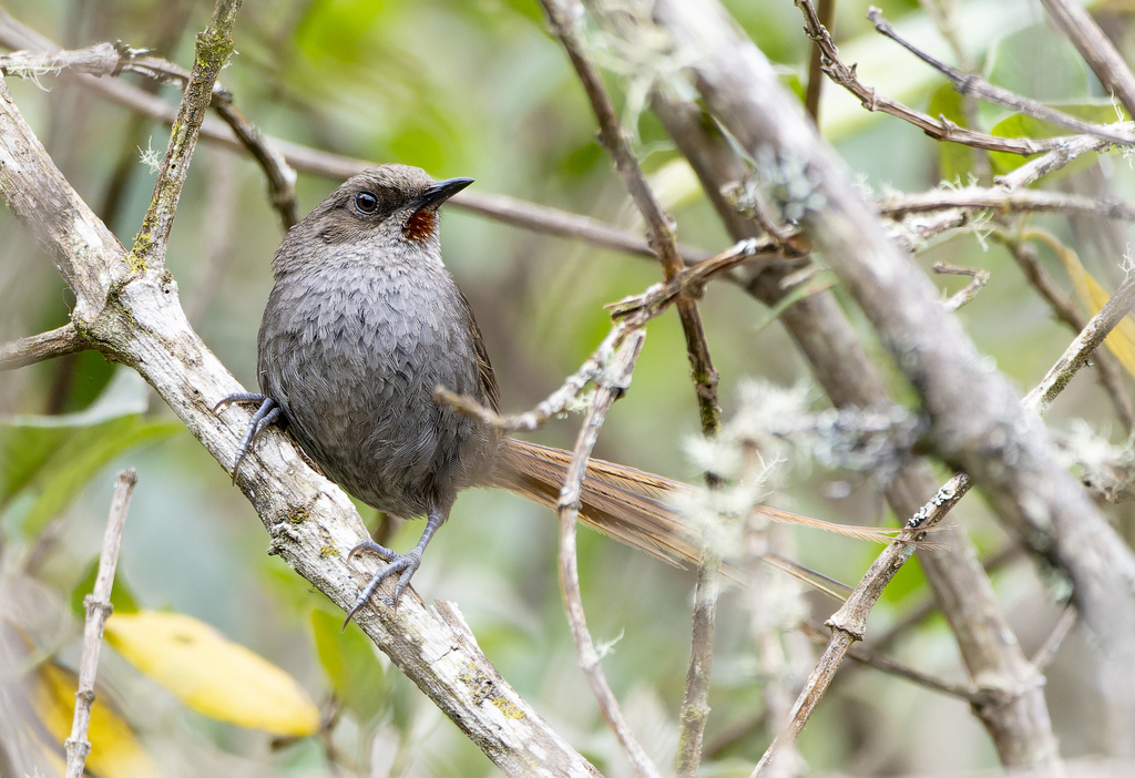 Ayacucho Thistletail photo