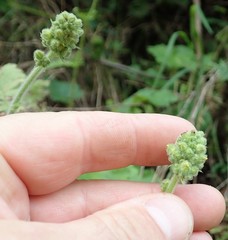 Heuchera pilosissima