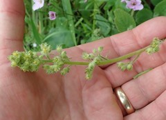 Heuchera pilosissima