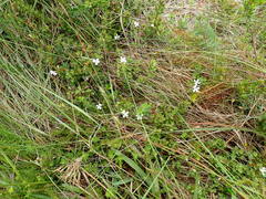 Dyschoriste setigera