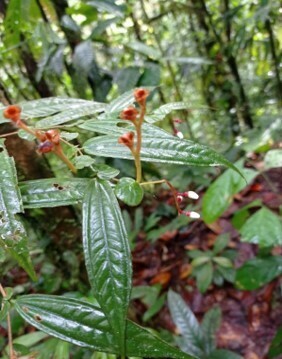 Triolena auriculata