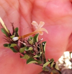 Dyschoriste setigera