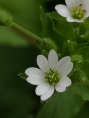 Stellaria