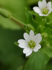 Stellaria