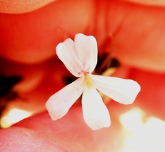 Dyschoriste setigera