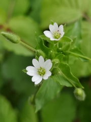 Stellaria