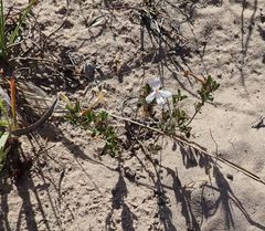 Dyschoriste setigera