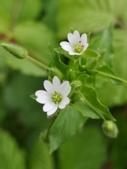 Stellaria