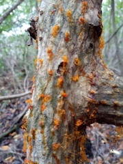 Quaternaria quaternata