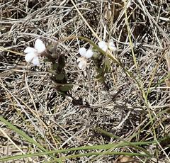 Dyschoriste setigera